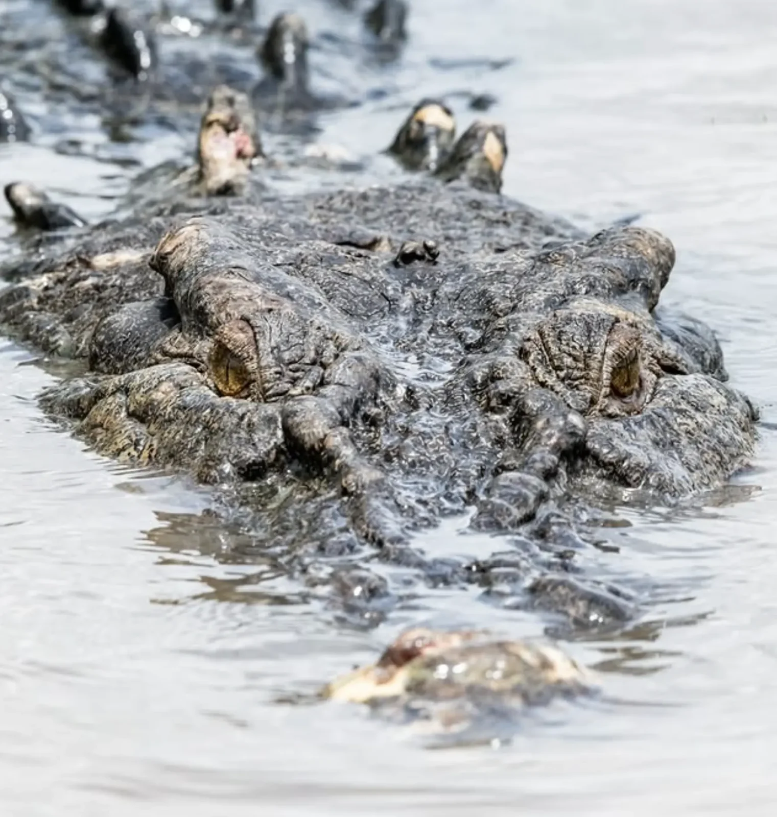 Wild vs Captivity: Who Lives Longer?